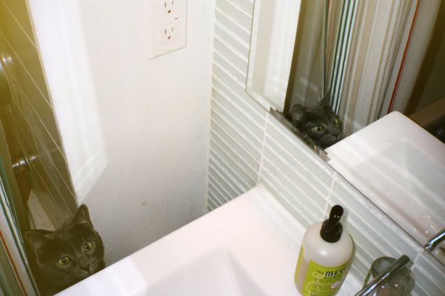 A photo of a cat in a bathroom mirror